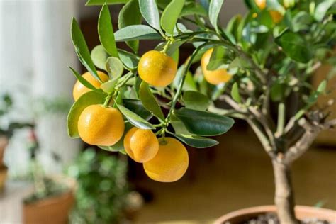 Exploring the Spiritual Significance of Ascending a Citrus Arboreal Entity in One's Reveries