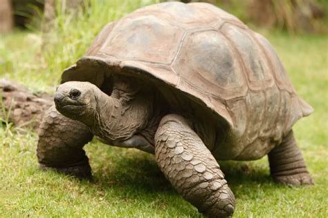Exploring the Spiritual Significance of Dreams Filled with Numerous Tortoises