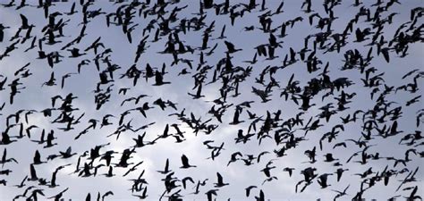 Exploring the Symbolic Actions of Nourishing Flocks in Dream Interpretation