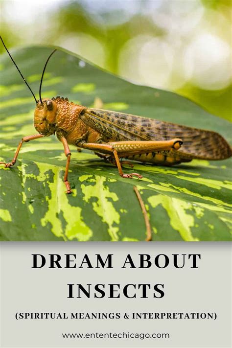 Exploring the Symbolism of Insects in Dreams