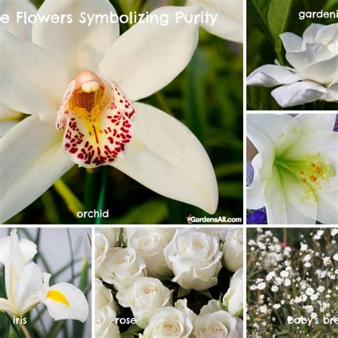 Exploring the Symbolism of White Flowers: Embracing Purity, Innocence, and Elegance