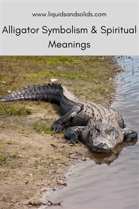 Exploring the Symbolism of a Majestic Alligator in Your Cryptic Vision