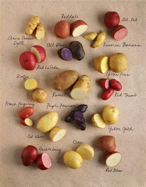 Exploring the Various Varieties of Ivory Potatoes