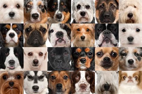 Exploring the World of Pet Options: Researching Different Breeds