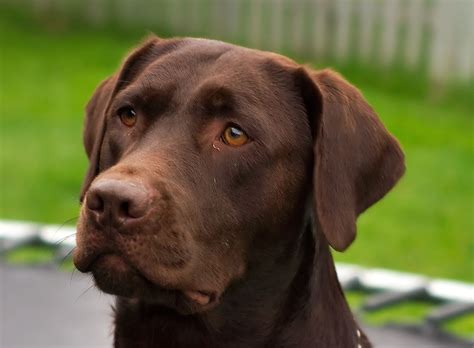 Factors Affecting Labrador Retrievers' Fur Pigmentation