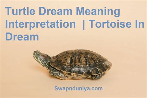Fascinating Insights into the Symbolism of Tortoises in Dreams
