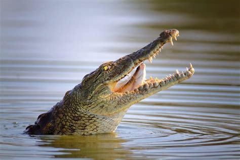 Fear and Survival: The Symbolic Representation of Alligators and Crocodiles