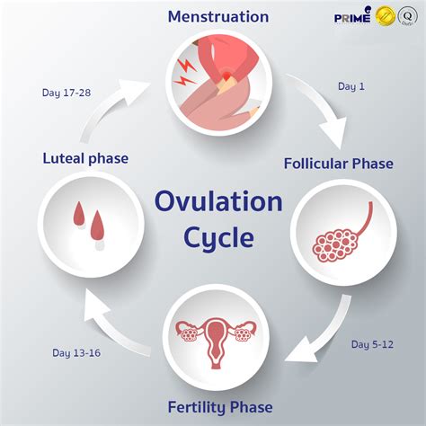 Fertility and Reproduction: Unveiling the Significance of Dreams Relating to Menstrual Flow