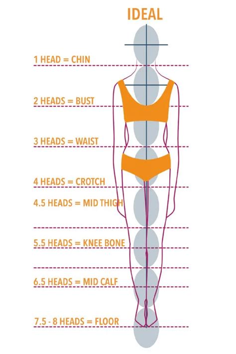 Figure: Exploring the Ideal Proportions of an Exquisite Supermodel