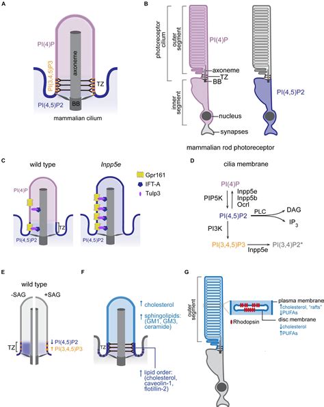 Figure Analysis: Unveiling the Enigmatic Magnificence of Cilia De Lux