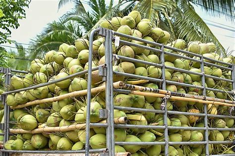 From Farm to Market: A Step-by-Step Journey of Nurturing and Marketing Coconuts