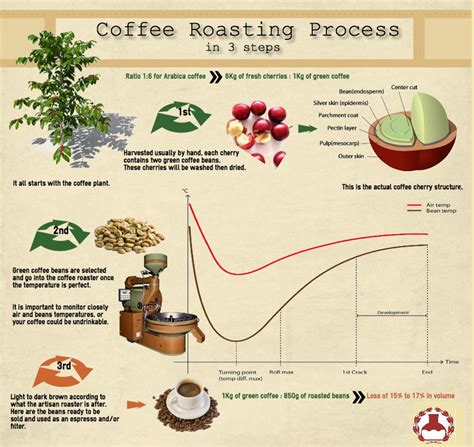 From Field to Roastery: Exploring the Coffee Bean Production Process