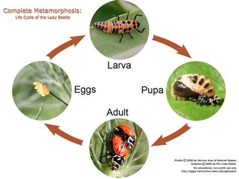 From Larvae to Insects: The Metamorphosis Process