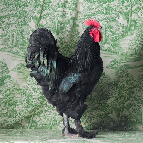 From Legends to Psyche: Cultural Significance of the Ebony Cockerel in Dream Symbolism