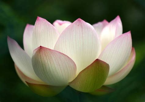 From Overcoming Challenges to Attaining Success: Unveiling Lotus Blossom's Journey
