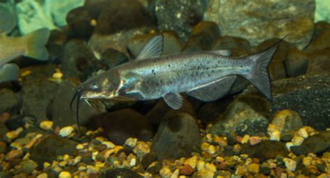 From Rivers to Aquariums: Understanding Catfish Habitats