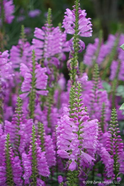 From Roots to Blooms: Discovering the Fascinating Journey of Floral Stalks