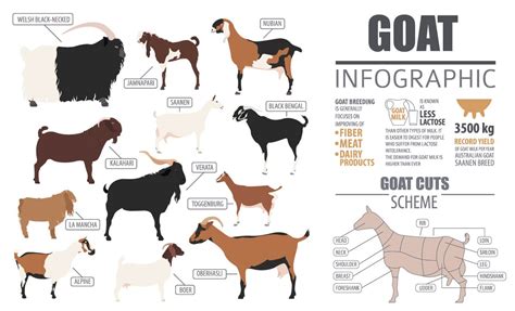 Goats as a Representation of New Beginnings