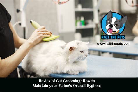 Grooming Tips for Maintaining Your Cat's Coat and Overall Hygiene