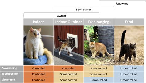 Group Hunting: The Collective Strategy of Cats for Survival