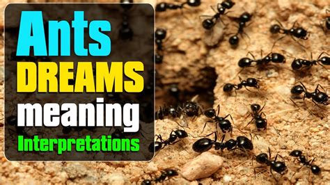 Harnessing the Potential of Rat and Ant Dreams for Personal Development