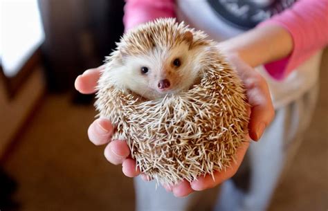 Hedgehogs as Pets: The Joy of Having a Miniature Companion