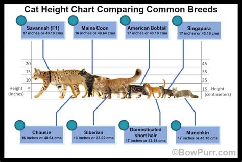 Height: How Tall is Marcy Cat?
