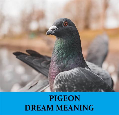 How Recent Encounters or Experiences with Pigeons Might Shape Dream Contents