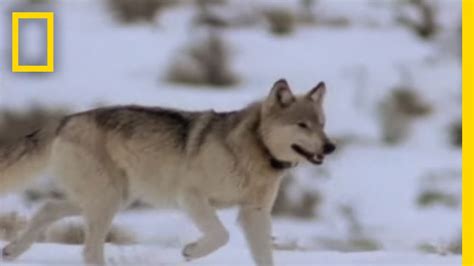 Hunting Strategies and Prey of the Enigma Wolf