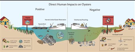 Impact of Pearl Cultivation on Oyster Populations and Ecosystems