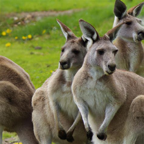 Insights from Cultural and Folklore References: Exploring Symbolic Meanings of Kangaroos