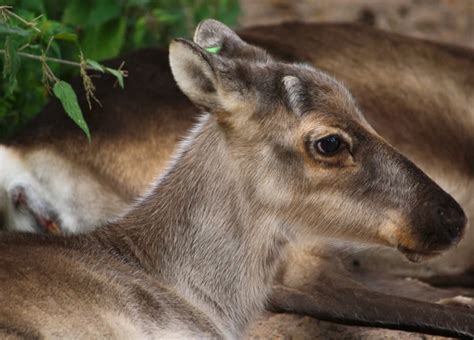 Insights into Your True Self: Decoding the Significance of Dreams Featuring Deer Engaging in Feeding Behavior