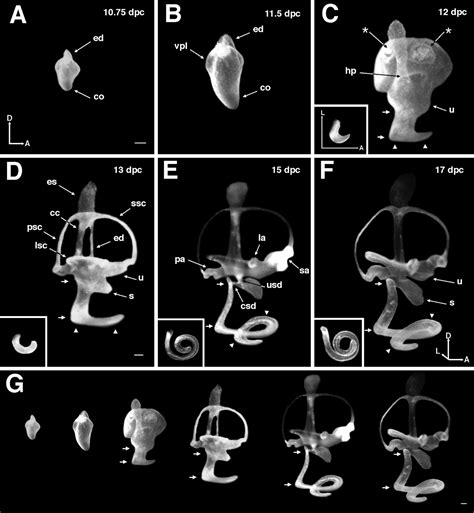 Interpretations: Insights into the Symbolism of Mice Inside the Ear