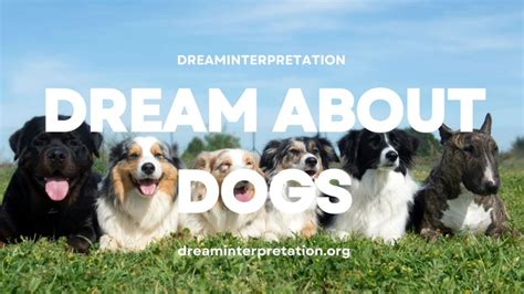 Interpreting Dog Dreams When Expecting: Anxiety or Guarding?