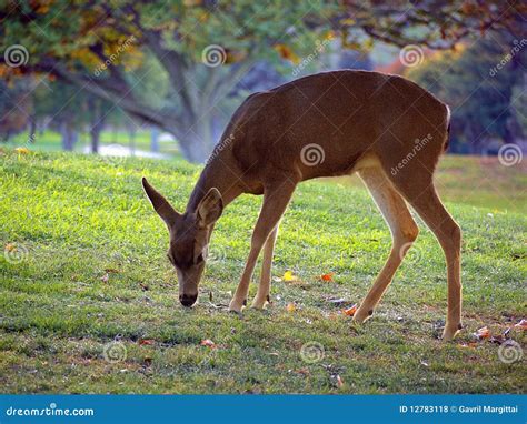 Interpreting Dreams of Deer Grazing in Gardens