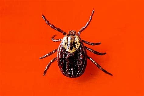 Interpreting Ticks as a Sign of Anxiety and Stress