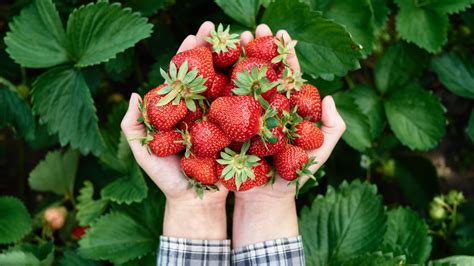 Interpreting Various Scenarios and Contexts in Dreams Involving Harvesting Strawberries