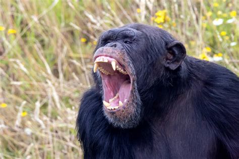 Interpreting the Chimpanzee as a Metaphor for Aggression