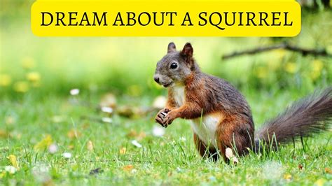 Interpreting the Demise of a Squirrel in Your Dream