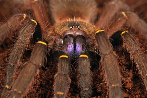 Interpreting the Meaning of Consuming a Tarantula in Various Contexts