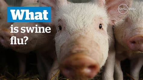 Interpreting the Significance of Delivering a Swine