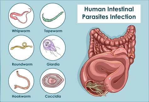 Intestinal Parasites: Unwanted Intruders in Your Digestive System