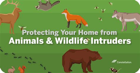 Legal Consequences: What Occurs if a Wild Animal Enters Your Residence