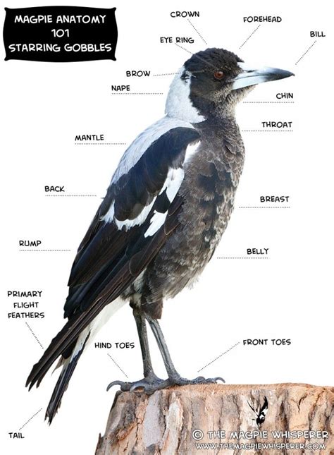 Magpie Figure: Analyzing Their Graceful and Slender Physique