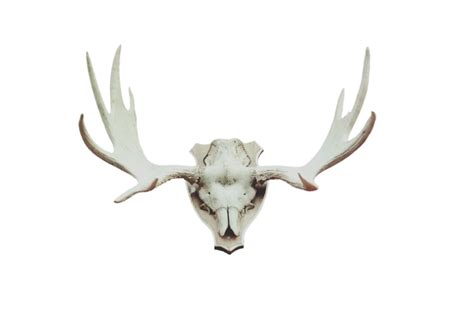 Modern Interpretations and Applications: Reimagining the Symbolic Significance of the Powerful Bovine Antler