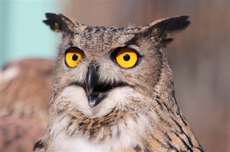 Modern Superstitions: Owls as Omens of Good or Bad Fortune