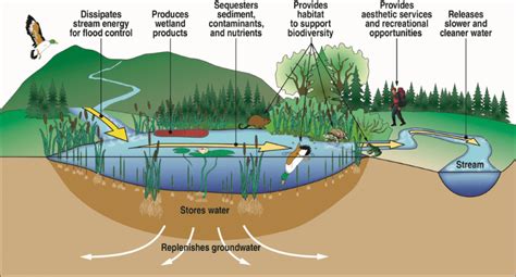 Muddy Swamp's Unique Ecosystem: A Delicate Balance