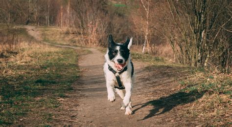 Nurturing a Bond: How Bathing Strengthens the Connection between Pup and Owner