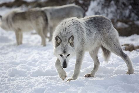 Overcoming the fear: Strategies for managing recurring dreams of a menacing dark wolf encounter
