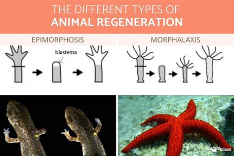 Phenomena of Regeneration: Remarkable Abilities in the Animal Kingdom